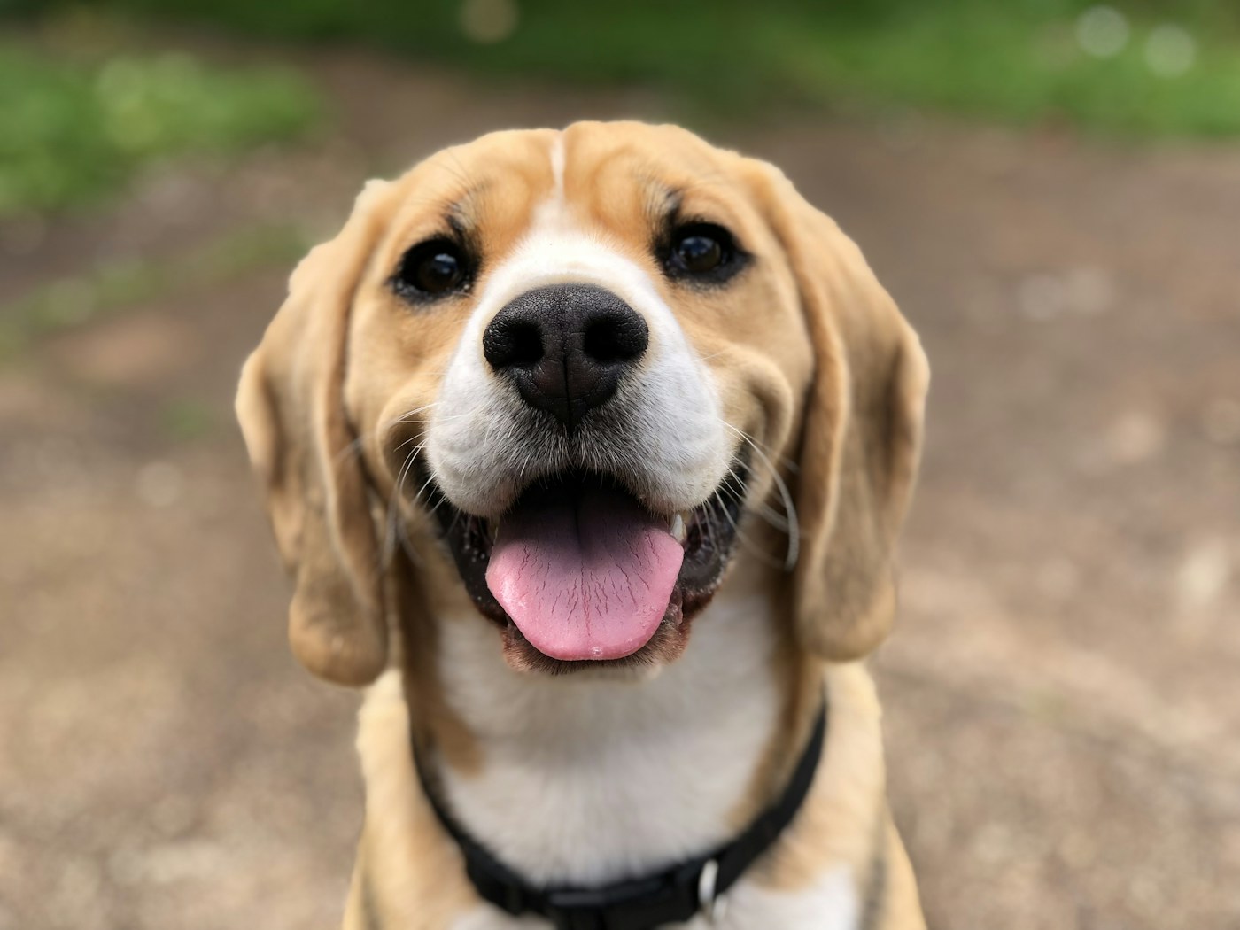 Cachorro deitado olhando para a câmera