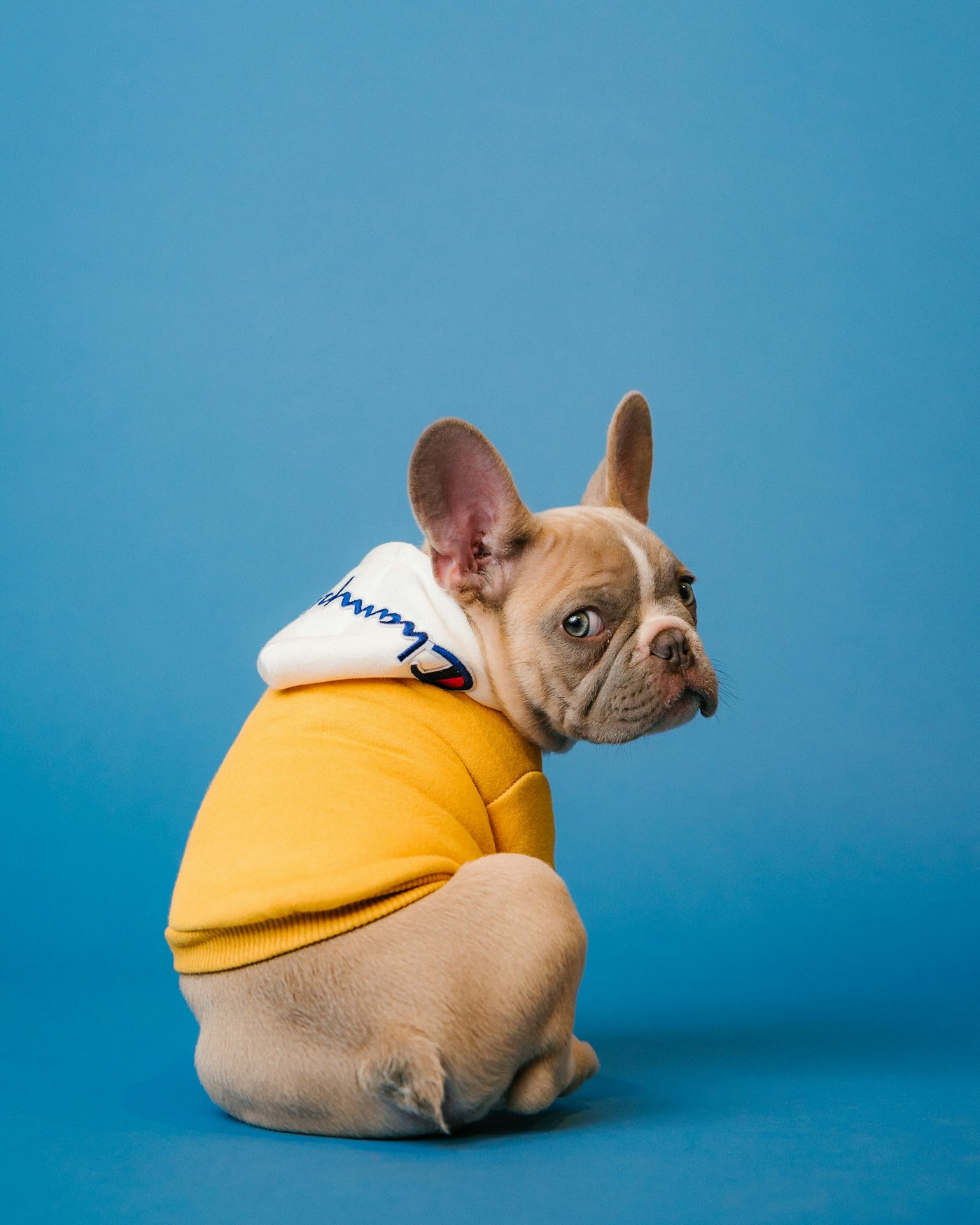 Cachorro de pequeno porte em ambiente claro