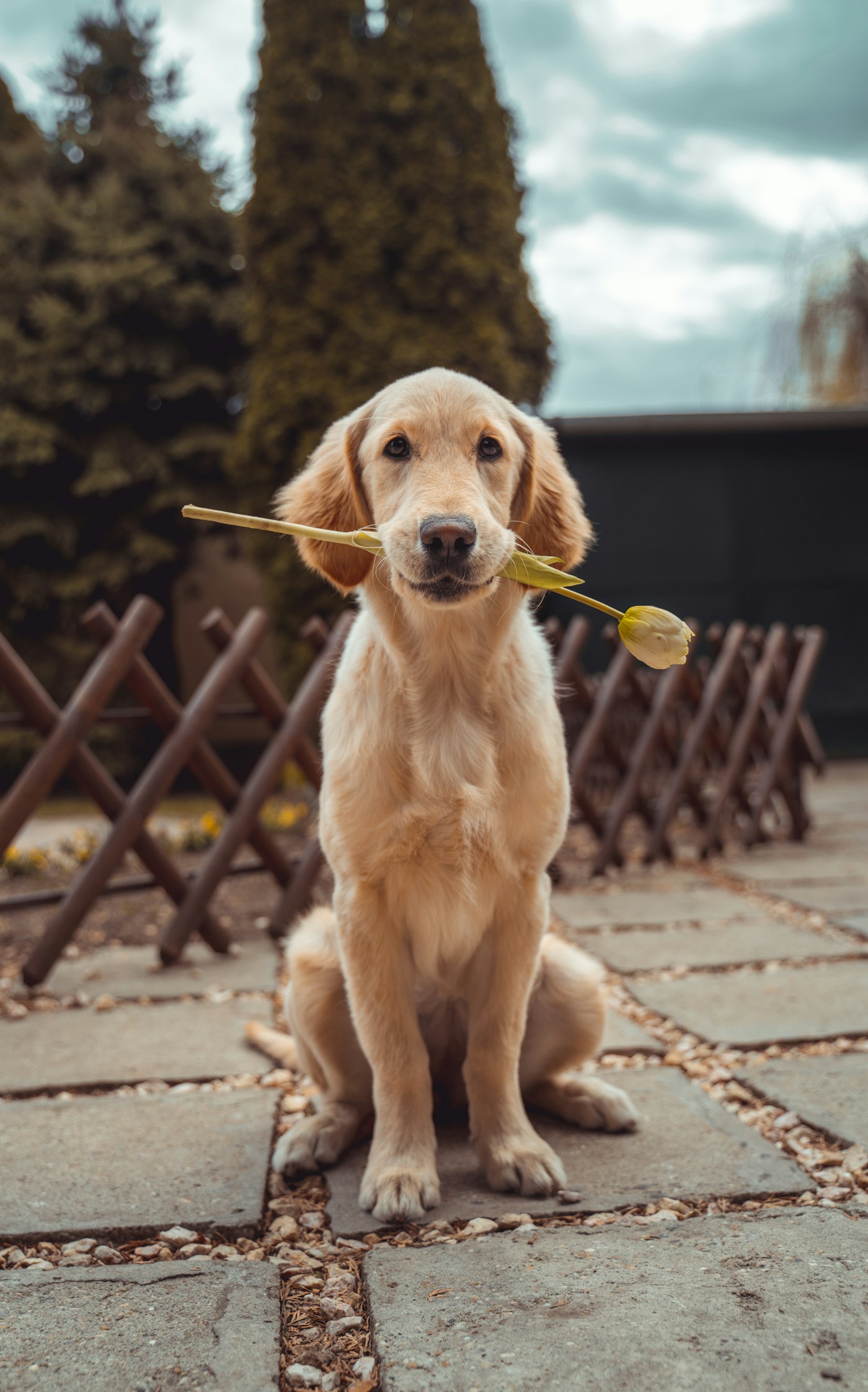 Cachorro dourado olhando para a câmera ao ar livre