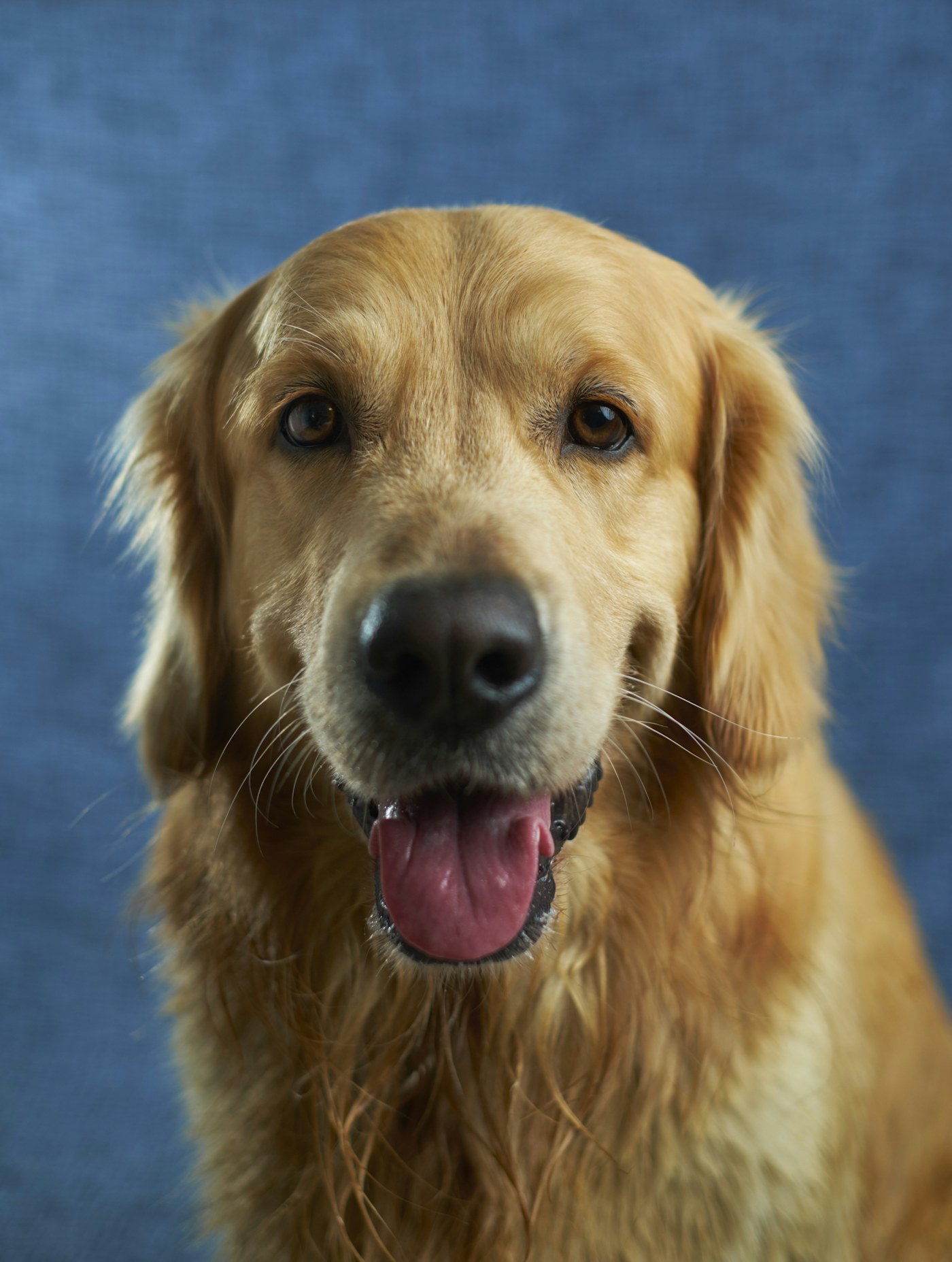 Cachorro em área externa
