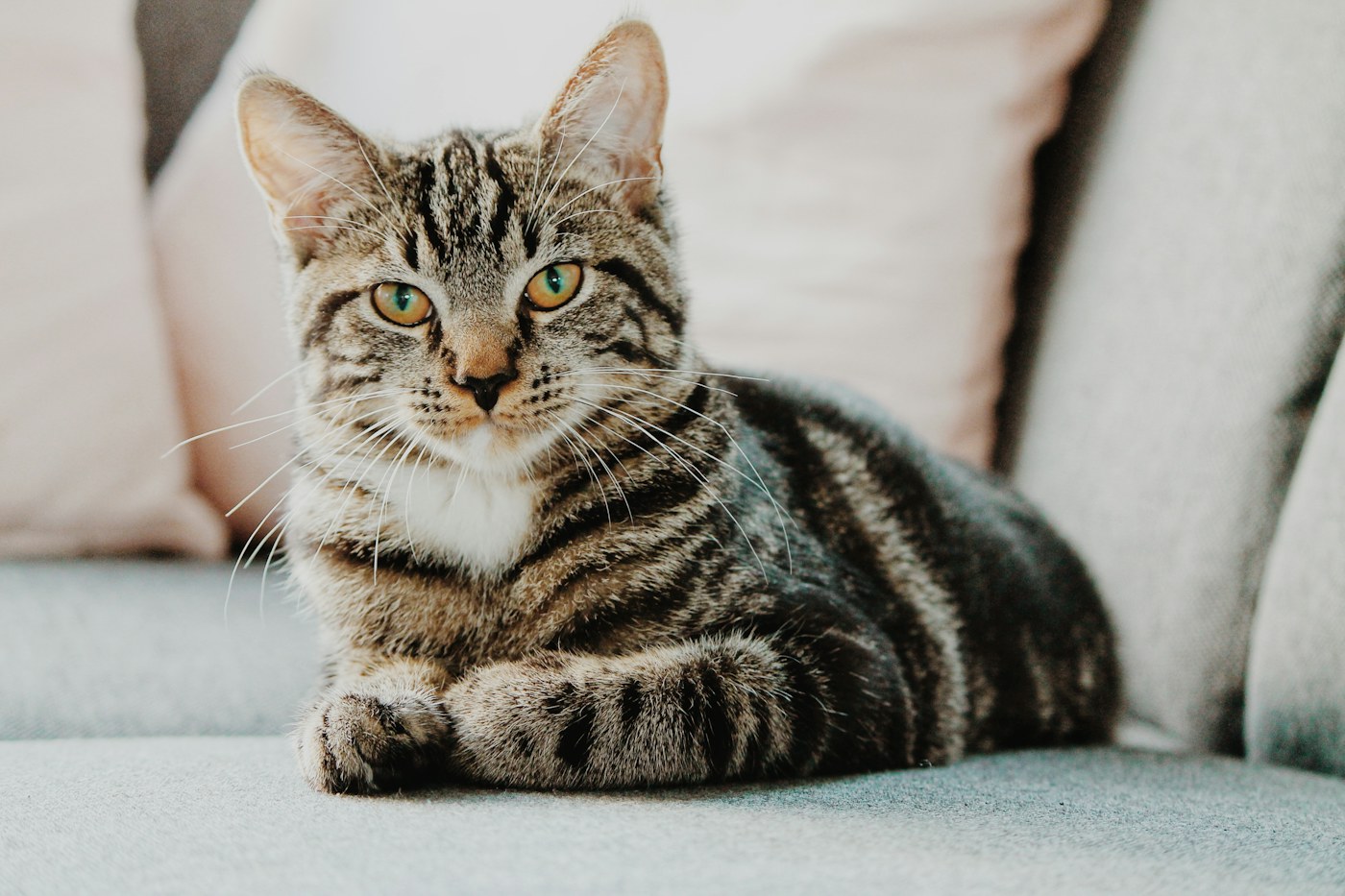 Gato curioso com olhar atento