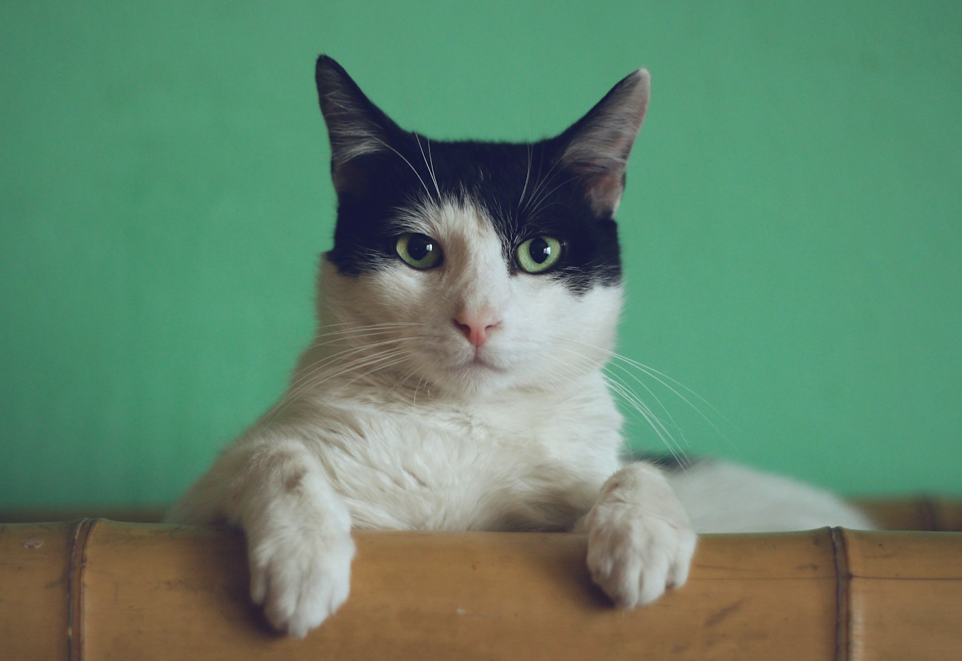 Gato em um ambiente iluminado
